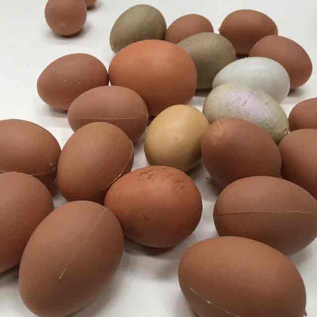 EGGS, Artificial - Chicken